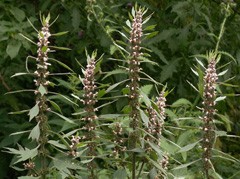 Motherwort - instrucțiuni privind utilizarea tincturii, instrucțiuni, recenzii