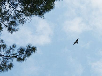 Călătorie spre piatra Falcon