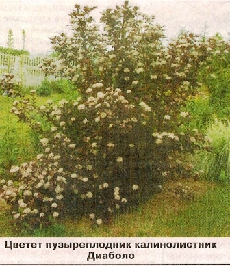 Puzyreplodnik în proiectarea gradina - grădini din Siberia