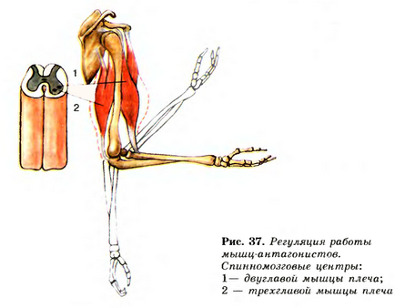 Робота скелетних м'язів і їх регуляція
