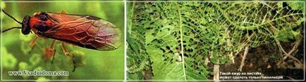 Raspberry sawfly (foto) și lupta împotriva acestuia, site-ul despre grădină, cabana și plante de interior
