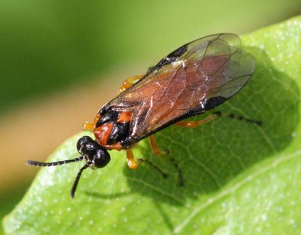 Șuvița de rapiță este o insectă care provoacă pierderi uriașe