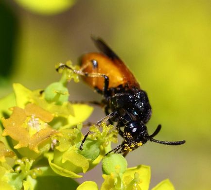 Șuvița de rapiță este o insectă care provoacă pierderi uriașe