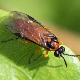 Repce növényevő darazsak - leírása a kártevő