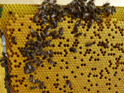 Розплід бджіл, його відсутність, причини та методи вирішення