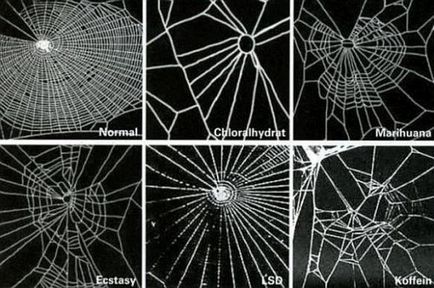 Розширене пізнання павука павутина як продовження розуму, the batrachospermum magazine