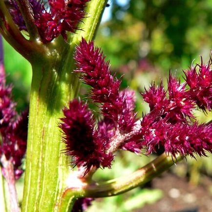 Amarantul de plante și proprietățile sale medicinale crescând din semințe, răsaduri și soiuri