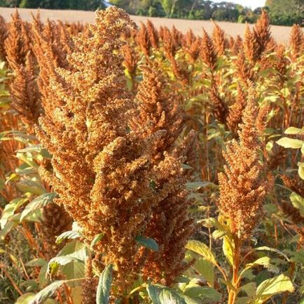 Рослина амарант і його лікувальні властивості вирощування з насіння, розсада і сорти