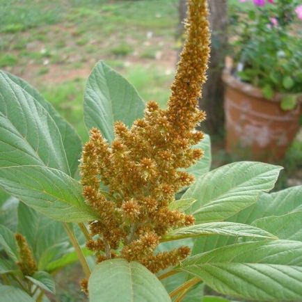 Amaranth növény és a gyógyszer tulajdonságait a termesztés vetőmag, palánta és fajták