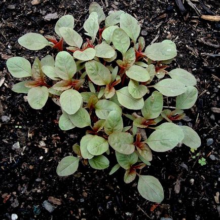 Amarantul de plante și proprietățile sale medicinale crescând din semințe, răsaduri și soiuri
