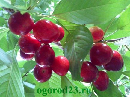 Crăparea fructelor de cireș