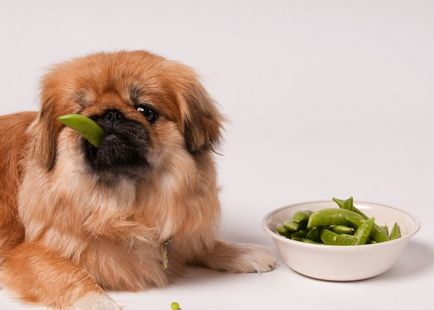 kutya étrend természetes táplálkozási