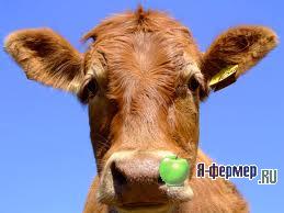 Rachete la bovine