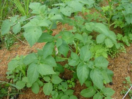 Розмноження картоплі, агротехніка вирощування картоплі, зелений блог