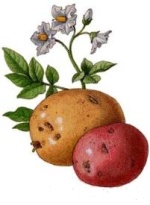 Reproducerea cartofilor, agrotehnica de cultivare a unui cartof, blog verde
