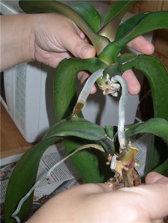 Розмноження орхідей - опис, розмноження, догляд, посадка, фото, застосування в саду, сорти і види