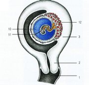 Dezvoltarea embrionilor