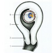 Dezvoltarea embrionilor