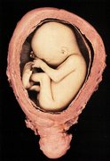 Dezvoltarea embrionilor