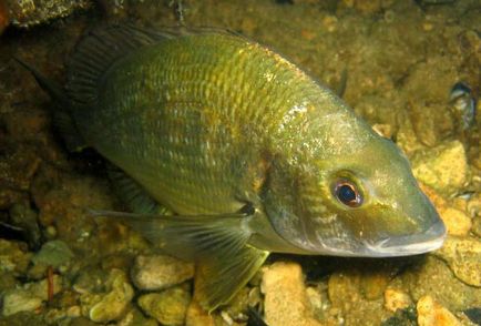 A folyó szemmel a térképen, szolgáltatások, flóra és fauna (állatvilág) A folyó szemmel a térképen, szolgáltatások, flóra és fauna