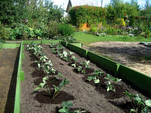 Repaus de căpșuni - plantare și îngrijire, reproducere și iernare (recomandări foto și video)