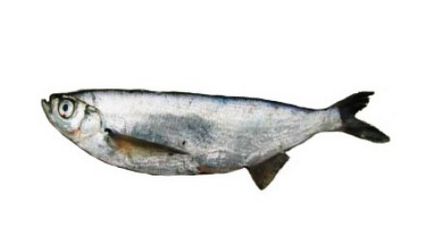 Peștele Chekhon