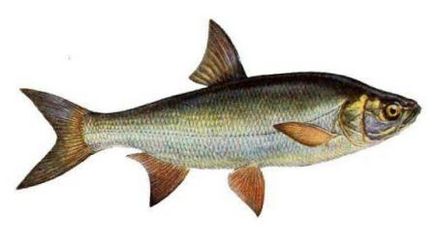 Peștele Chekhon