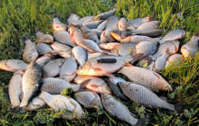 Pescuitul pe senegul lacului din suburbi - recenzii, preț, ce pește se găsește