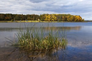 Риболовля на озері сенеж в Підмосков'ї - відгуки, ціна, яка риба водиться