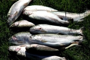 Pescuitul în margele plătite - prețuri, reguli de pescuit în zona vip