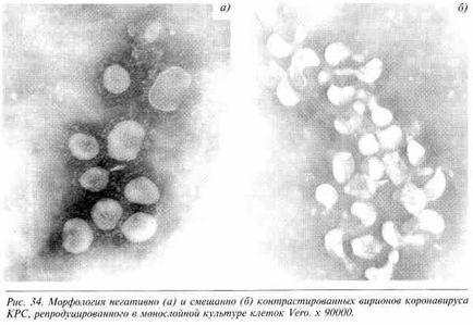 Рід coronavirus - коронавірус великої рогатої худоби