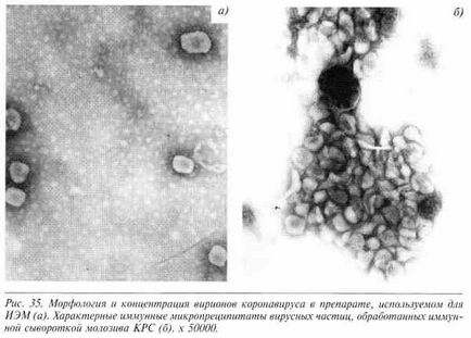 Рід coronavirus - коронавірус великої рогатої худоби