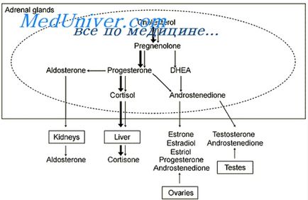 Rolul glucocorticoizilor în imunitate și alergie 1