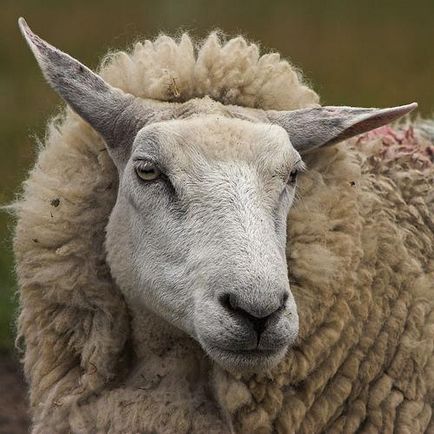 Романівські вівці - agroxxi