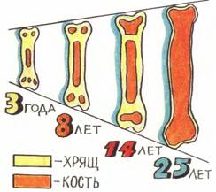 Зростання кісток дитини