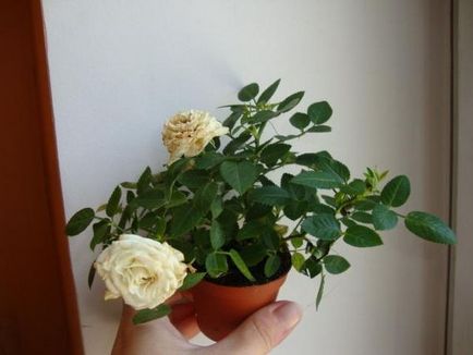 Роза Кордана як доглядати за квіткою після покупки
