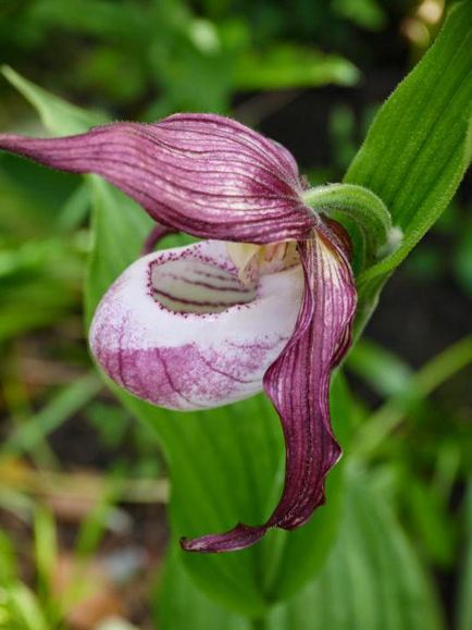 Kertészet orchidea faj, ültetés, gondozás, különösen a növekedés - az életem