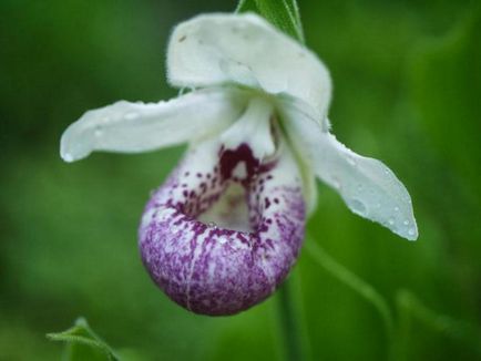 Kertészet orchidea faj, ültetés, gondozás, különösen a növekedés - az életem