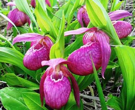 Orhidee de grădină, plantare și îngrijire, specie și soiuri, fotografie