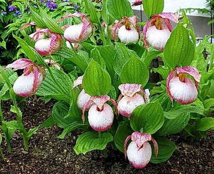 Orhidee de grădină, plantare și îngrijire, specie și soiuri, fotografie