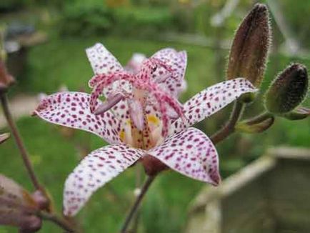 Orhidee de grădină, plantare și îngrijire, specie și soiuri, fotografie