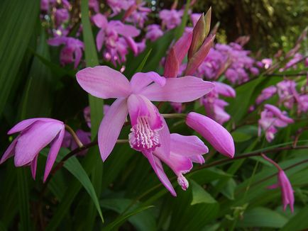 Садові орхідеї види, догляд, розмноження