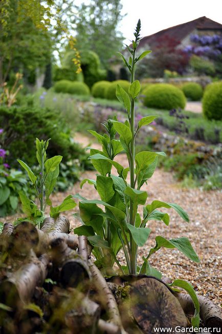 Rosemary alexander garden - ferma de nisip