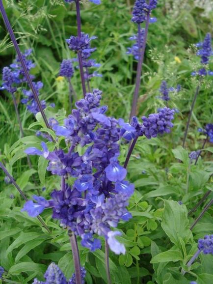 Salvia (salvie), plantare, reproducere, îngrijire