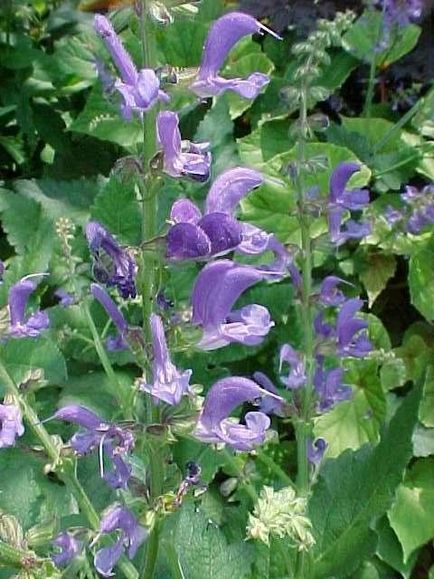 Salvia (salvie), plantare, reproducere, îngrijire