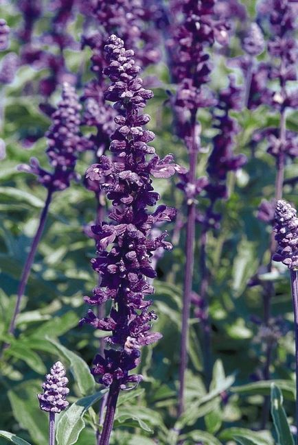 Salvia (salvie), plantare, reproducere, îngrijire