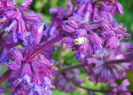 Salvia (salvie), plantare, reproducere, îngrijire