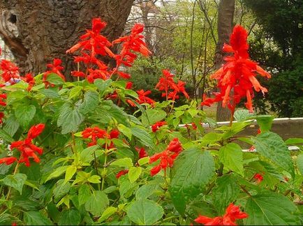 Salvia (salvie), plantare, reproducere, îngrijire