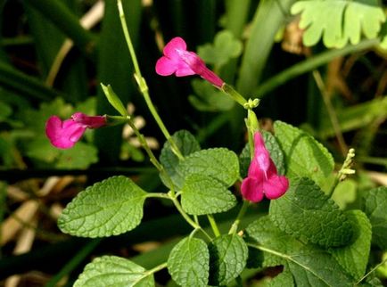 Salvia (salvie), plantare, reproducere, îngrijire