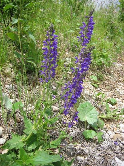 Salvia (salvie), plantare, reproducere, îngrijire